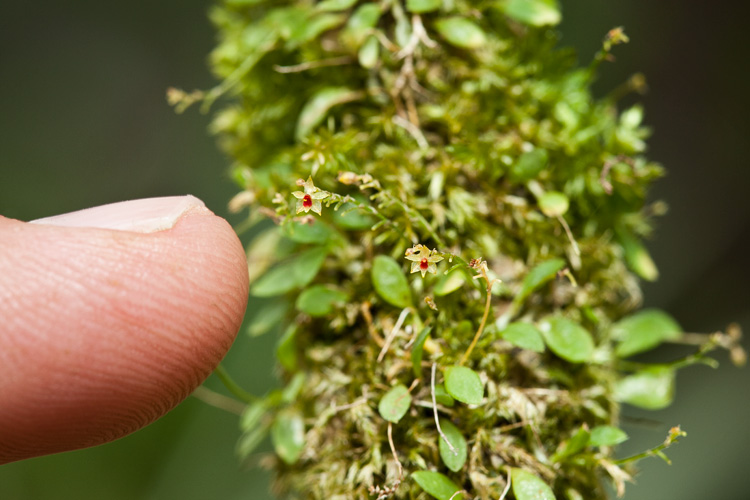 World's Smallest Orchid Monteverde Costa Rica